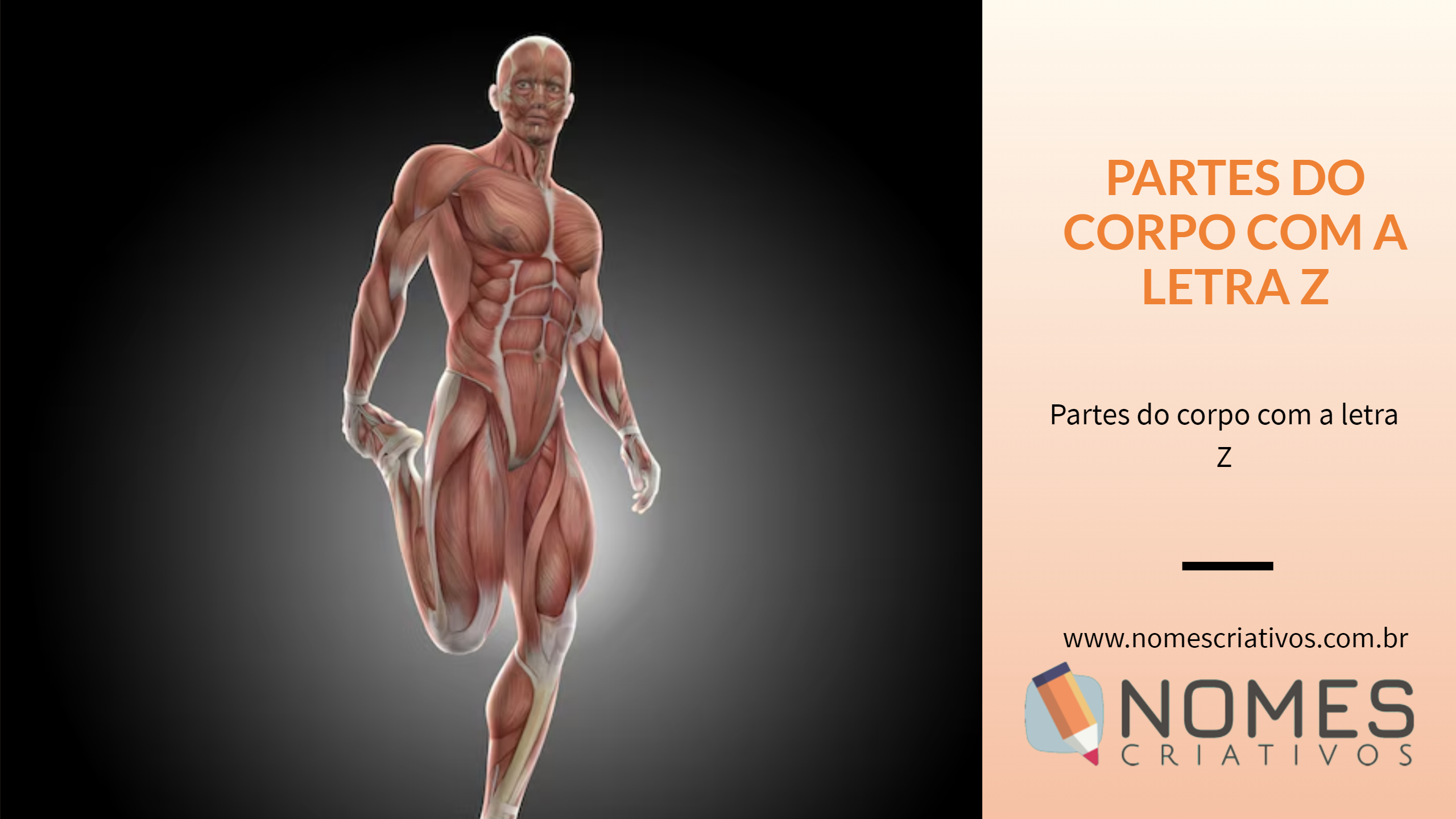 Estribo: O Menor Osso e Sua Função na Audição