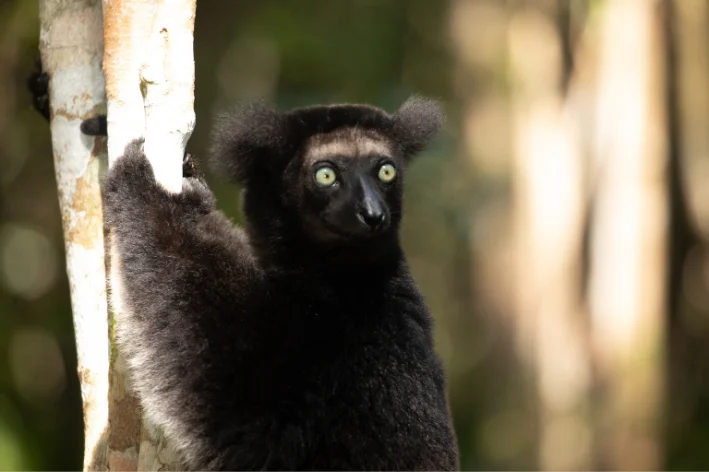 qual animal começa com a letra i