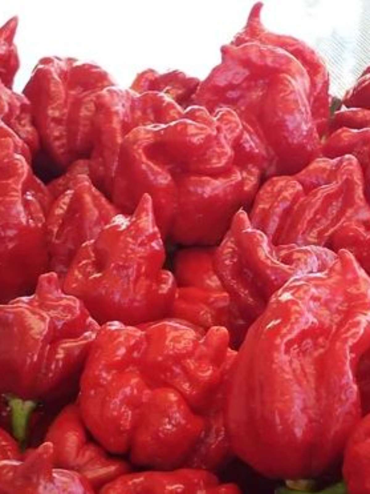 erros ao manusear pimenta Carolina Reaper