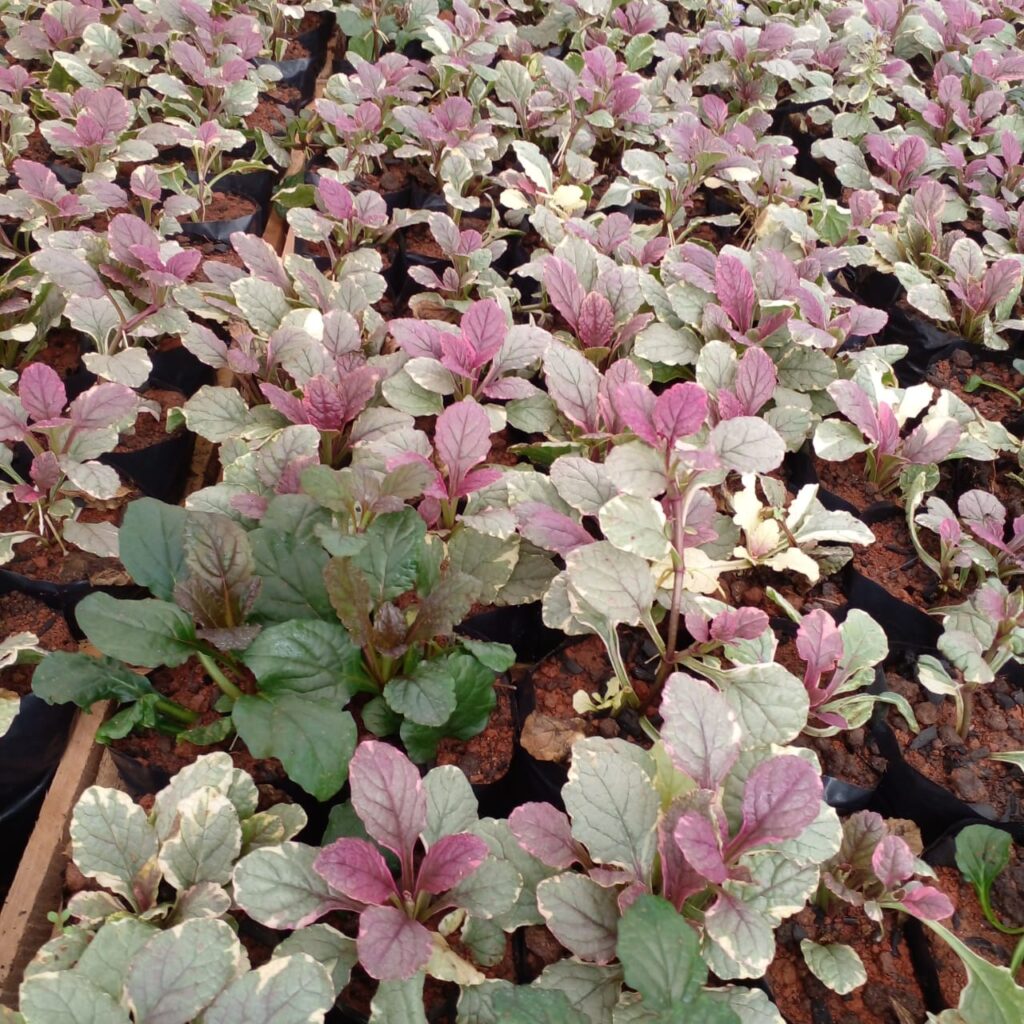 As Melhores Plantas para Estabilização de Taludes e Controle de Erosão
