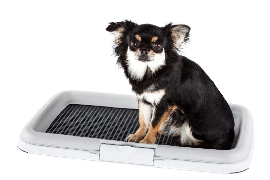 melhores tapetes higienicos para cachorro filhote