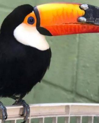 Ideias criativas de decoração de jardim com pneus reciclados