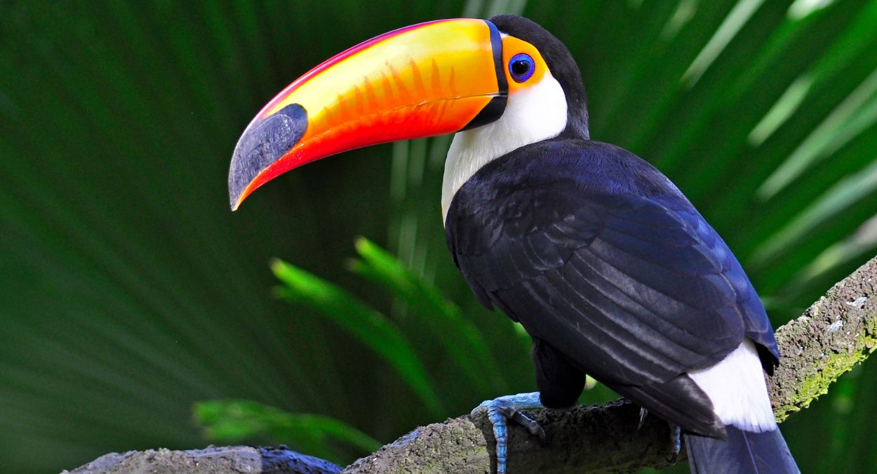 melhores roteiros tucano jalapao