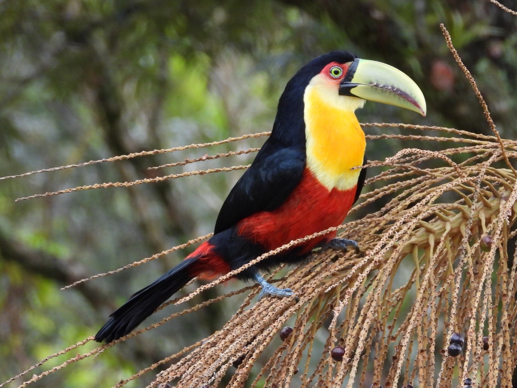 erros comuns ao reservar pacote tucano jalapao