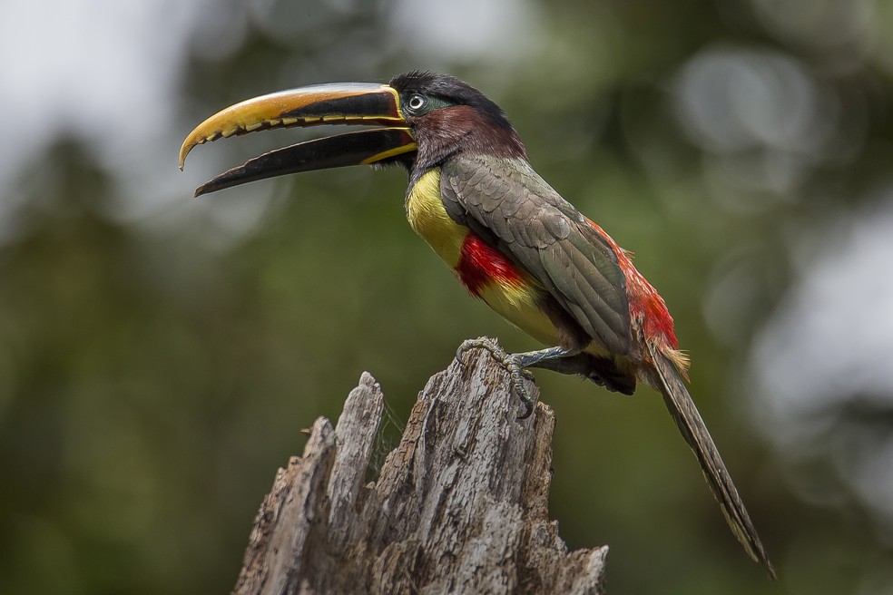 pacote tucano jalapao vs roteiro independente