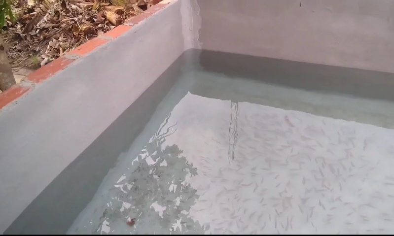 Tanque de Alvenaria vs. Outros Tipos: Qual a Melhor Opção para Sua Criação?