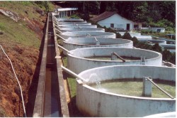 Guia Completo: Como Dimensionar Seu Tanque de Alvenaria para Peixes