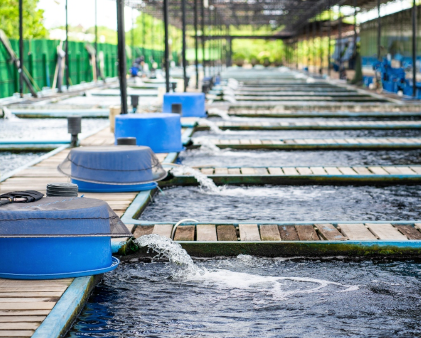 Custo de Construção de Tanque de Peixe de Alvenaria: O Que Esperar?