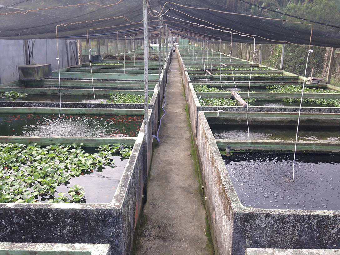 Custo de Construção de Tanque de Peixe de Alvenaria: O Que Esperar?