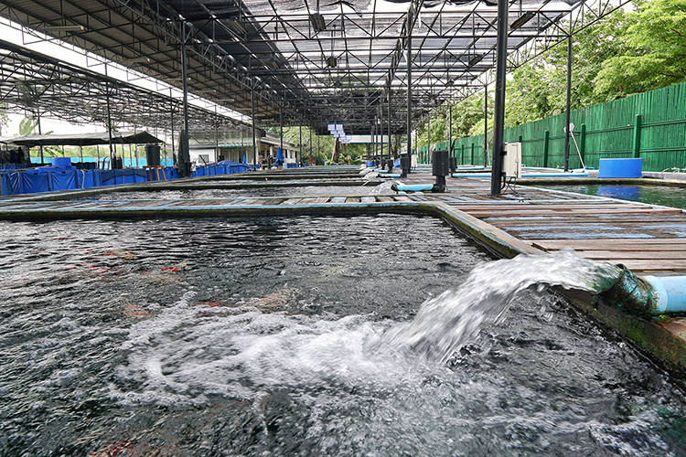 Sistemas de Filtragem para Tanques de Alvenaria: Mantendo a Qualidade da Água