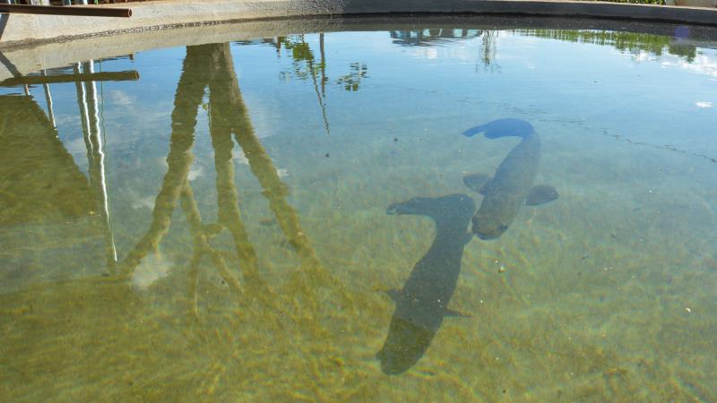 Guia Completo: Como Dimensionar Seu Tanque de Alvenaria para Peixes