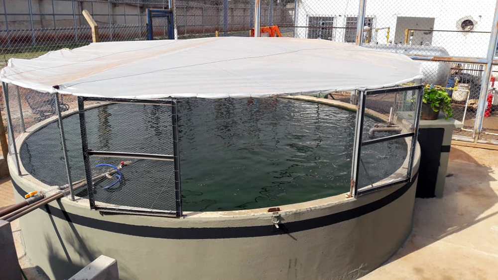 Custo de Construção de Tanque de Peixe de Alvenaria: O Que Esperar?