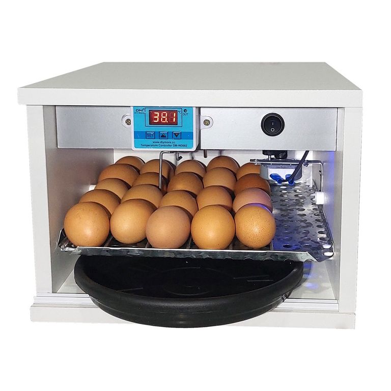 uma chocadeira para codorna