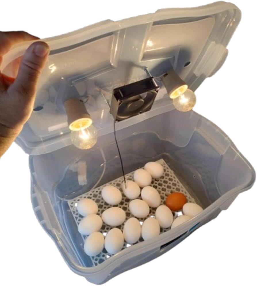 Guia Completo: Como Escolher a Chocadeira Ideal para Codorna