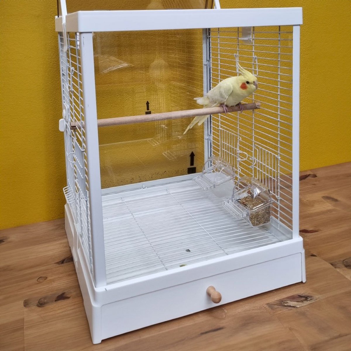 Como limpar o viveiro da sua calopsita