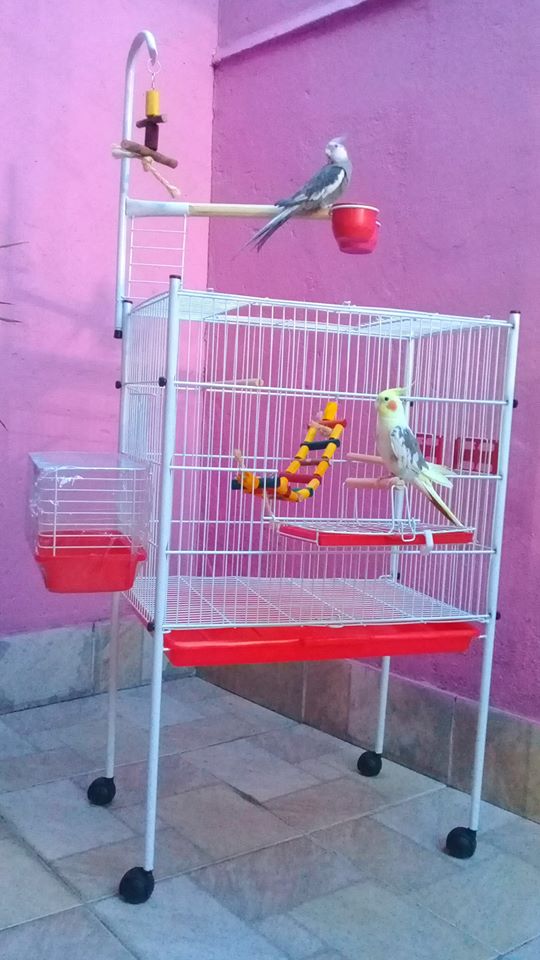 viveiro para calopsita